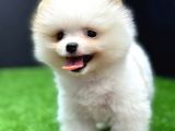 2 aylık pomeranian bebekler