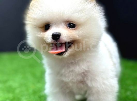 2 Aylık Pomeranian Bebekler