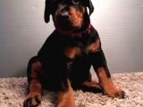Ki̇ng Doberman Yavrularimiz