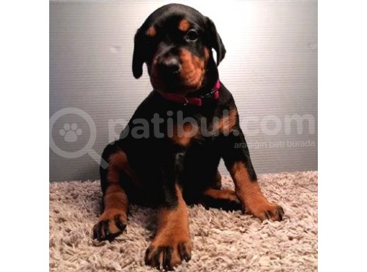 Ki̇ng Doberman Yavrularimiz görsel