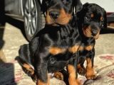 KİNG DOBERMAN YAVRULARIMIZ