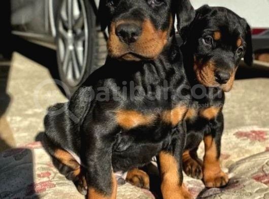 Ki̇ng Doberman Yavrularimiz