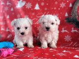Mini Minnoş Maltese Terrier Bebekler