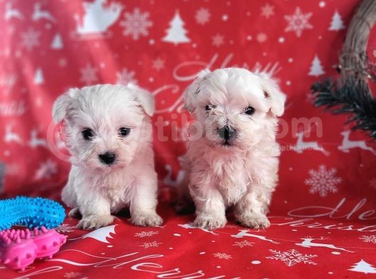 Mini Minnoş Maltese Terrier Bebekler görsel