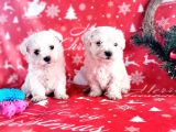 Mini Minnoş Maltese Terrier Bebekler