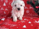 Mini minnoş Maltese Terrier Bebekler