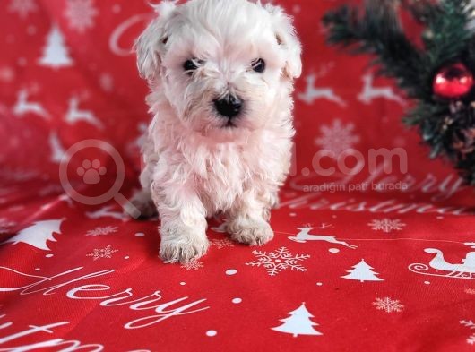 Mini Minnoş Maltese Terrier Bebekler