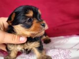Teacup Yorkshi̇re Terrier Bebekler