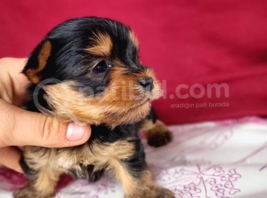 Teacup Yorkshi̇re Terrier Bebekler görsel