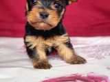 TEACUP YORKSHİRE TERRIER BEBEKLER