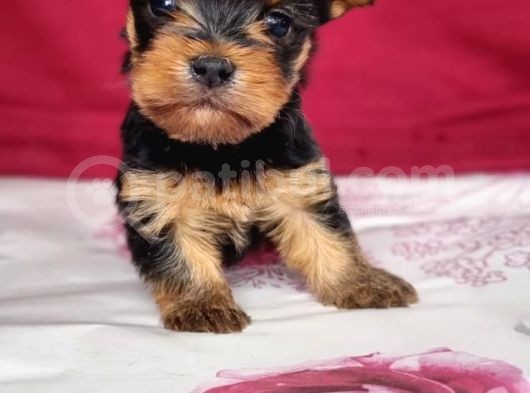 Teacup Yorkshi̇re Terrier Bebekler