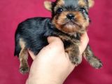 Teacup Yorkshi̇re Terrier Bebekler