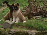 Akita Inu Yavrular