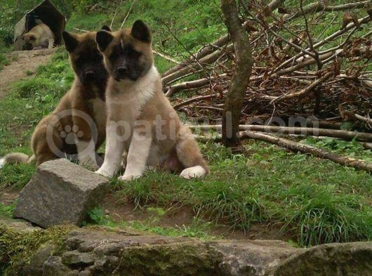 Akita Inu Yavrular görsel