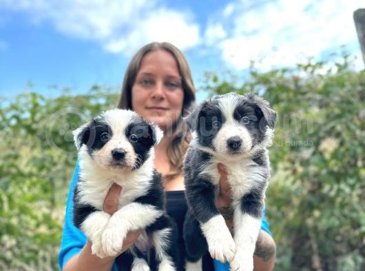 Border Collie Bebekler görsel