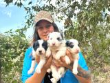 Border Collie Bebekler