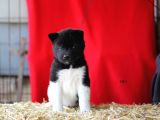 Akita Inu Yavrular