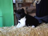 Akita Inu Yavrular
