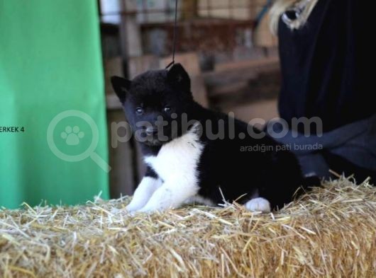 Akita Inu Yavrular görsel