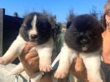 Akita inu yavrular
