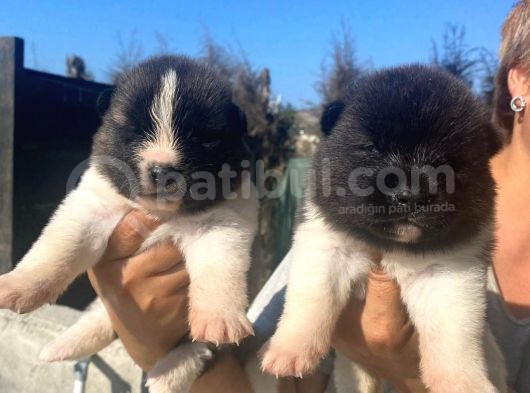 Akita Inu Yavrular