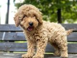 Toy Poodle Bebekler