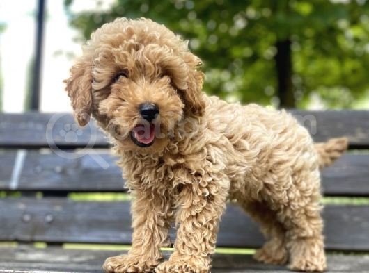 Toy Poodle Bebekler görsel