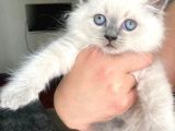 2 Aylık blue point ve pamuk beyazi