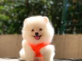 Süper Kalite Pomeranian Yavrular