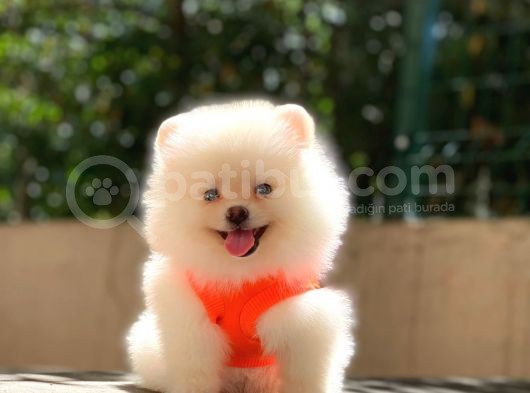 Süper Kalite Pomeranian Yavrular görsel