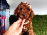 Rengiyle Kendine Hayran Bırakan  Toy Poodle 