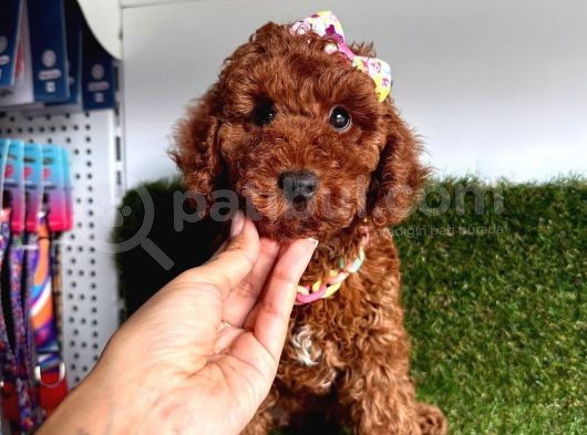Rengiyle Kendine Hayran Bırakan  Toy Poodle  görsel