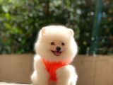 Süper Kalite Pomeranian Yavrular