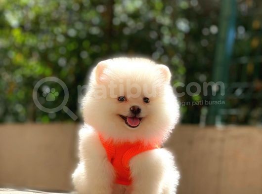 Süper Kalite Pomeranian Yavrular görsel