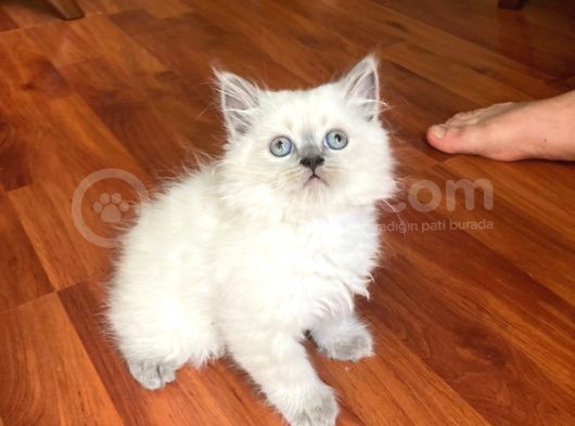 2 Aylık Blue Point Ve Pamuk Beyazi görsel
