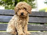 Toy poodle bebekler