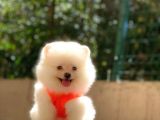 Süper kalite Pomeranian yavrular