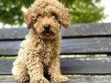 Toy Poodle Bebekler