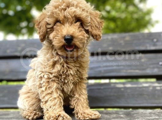 Toy Poodle Bebekler görsel