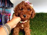 Rengiyle Kendine Hayran Bırakan  Toy Poodle 