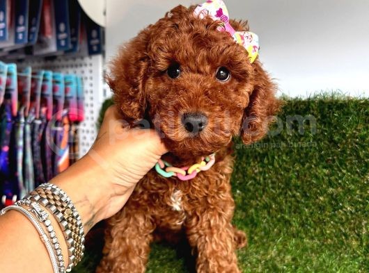Rengiyle Kendine Hayran Bırakan  Toy Poodle  görsel