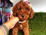 Rengiyle Kendine Hayran Bırakan  Toy Poodle 