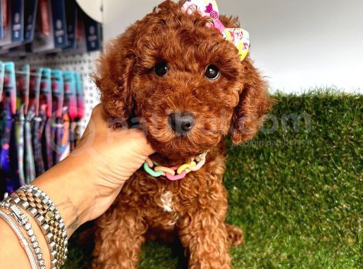 Rengiyle Kendine Hayran Bırakan  Toy Poodle  görsel