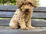 Toy Poodle Bebekler