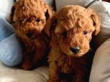 Renklerin Bulaşması Poodle