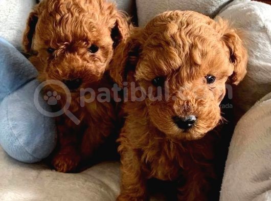 Renklerin Bulaşması Poodle görsel