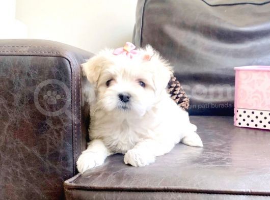Maltesse Terri̇er  