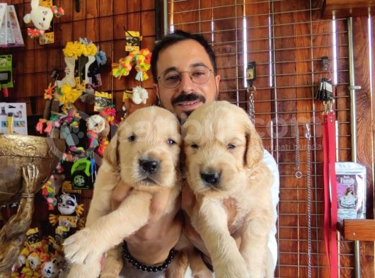 Bebek Yüzlü Golden A Kali̇te Irk