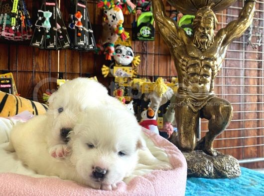 Mükemmel Kalitede Samoyed Bebekler Için Acele Edin görsel