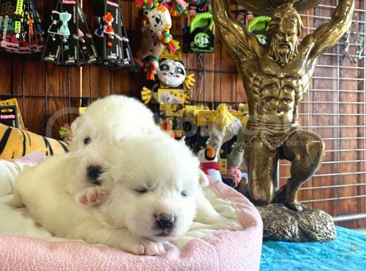 Mükemmel Kalitede Samoyed Bebekler Için Acele Edin görsel